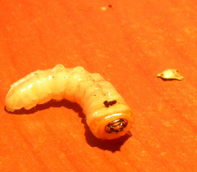 identificazione larva di Cerambycidae